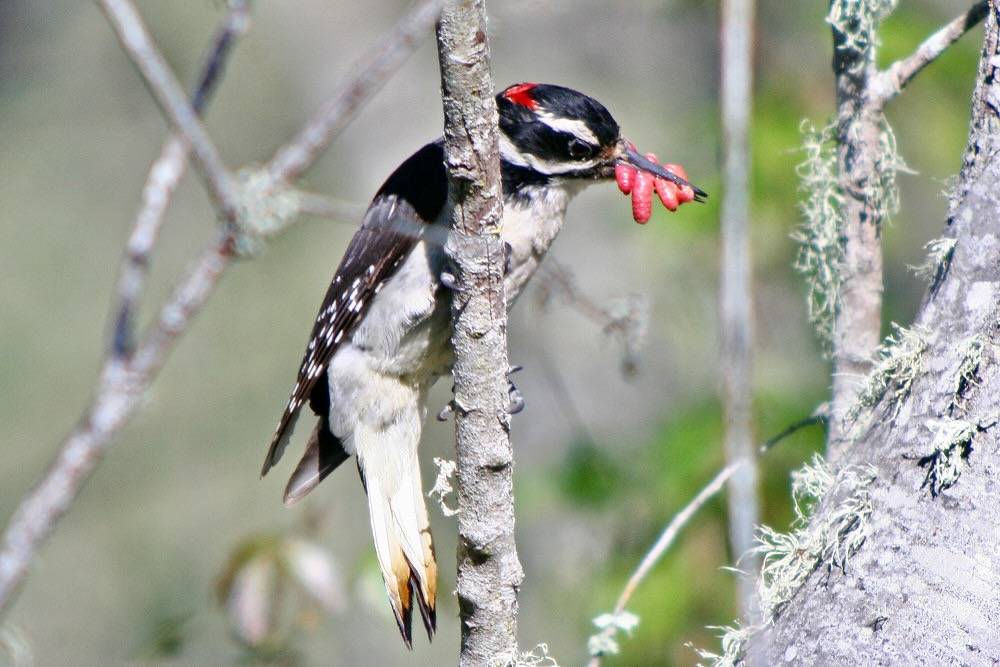 Hairy Woodpecker (Picoides villosus) by almiyi is licensed under CC BY-NC 2.0
